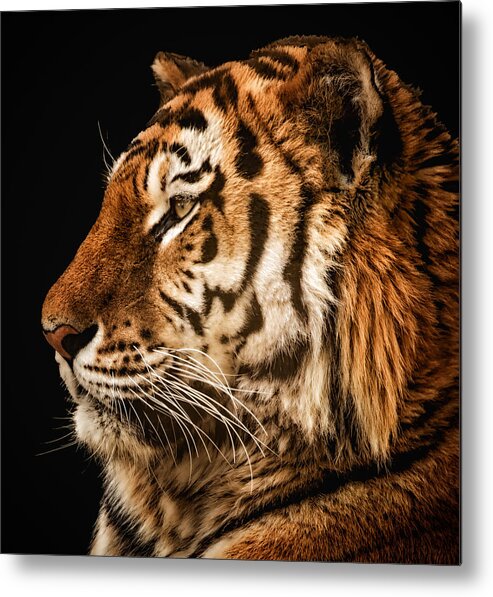 Tiger Metal Print featuring the photograph Sunset Tiger by Chris Boulton