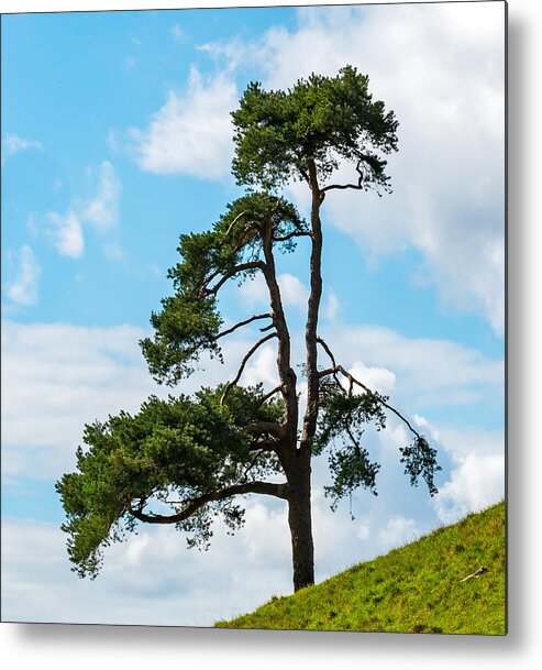  Metal Print featuring the photograph Tree on the hill by Colin Rayner