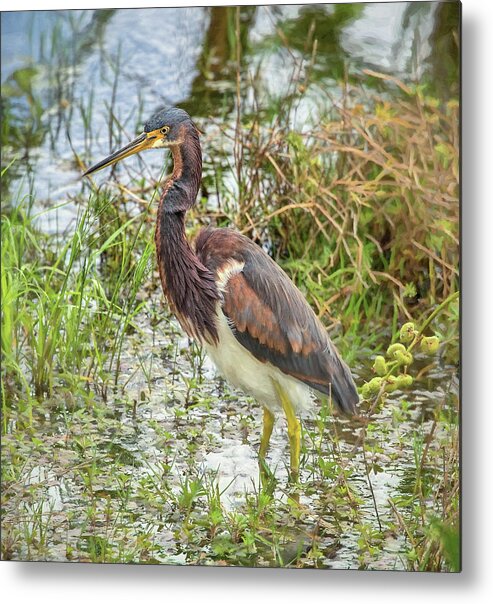 Celery Fields Metal Print featuring the photograph Tri-Colored Heron by Richard Goldman