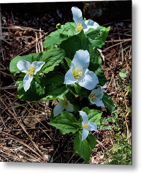 Trillium Metal Print featuring the photograph Trillium Bouquet in the Woods by Kathleen Bishop