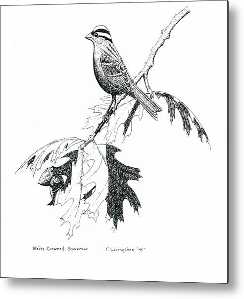 White Crowned Sparrow Metal Print featuring the drawing White Crowned Sparrow by Timothy Livingston