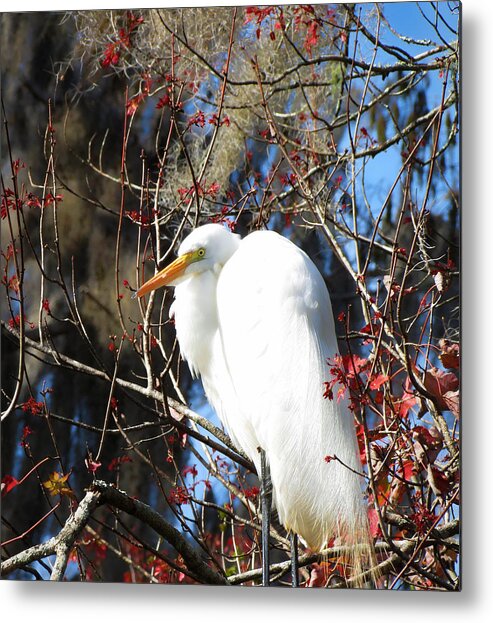 White Metal Print featuring the photograph White Egret Bird by Adrian De Leon Art and Photography