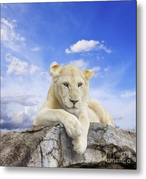 Amazing Metal Print featuring the photograph White lion by Anek Suwannaphoom