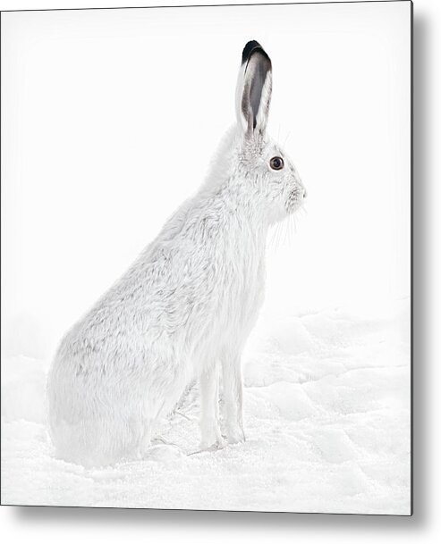 Snowshoe Hare Metal Print featuring the photograph Winter Snowshoe Hare by Jennie Marie Schell