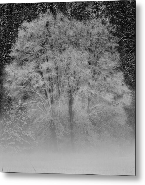 Tree Metal Print featuring the photograph Winter Tree in Yosemite Valley by Lawrence Knutsson