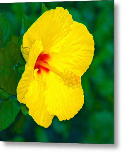 Flower Metal Print featuring the photograph Yellow Blossom by Athala Bruckner