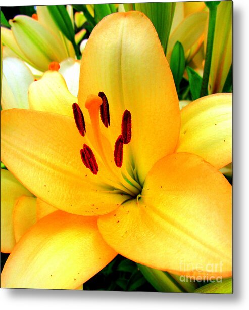 Yellow Lilies Metal Print featuring the photograph Yellow Lilies 1 by Randall Weidner
