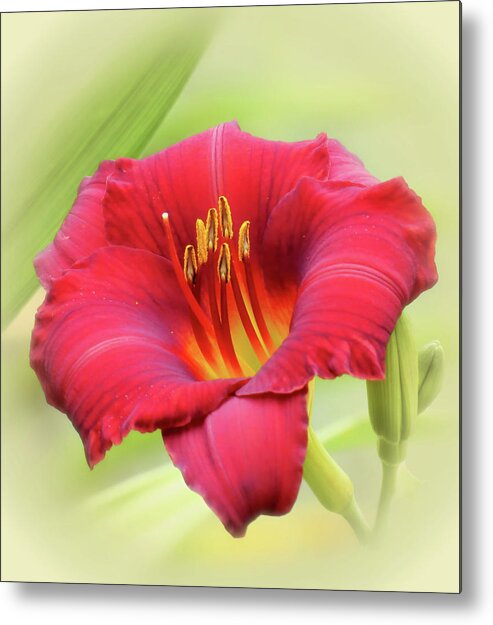 Little Zinger Daylily Metal Print featuring the photograph Zinger - Daylily by MTBobbins Photography