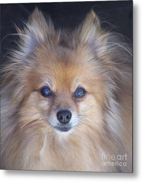 Dog Metal Print featuring the photograph Zoom by Brian Commerford