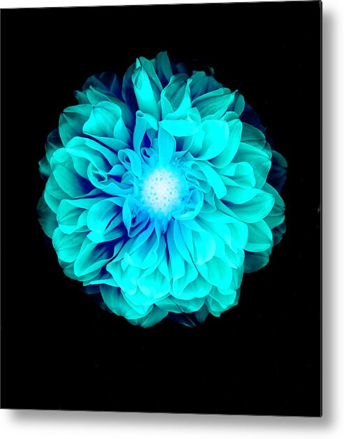 Black Color Metal Print featuring the photograph X-ray Like Image Of A Flower by Chris Parsons
