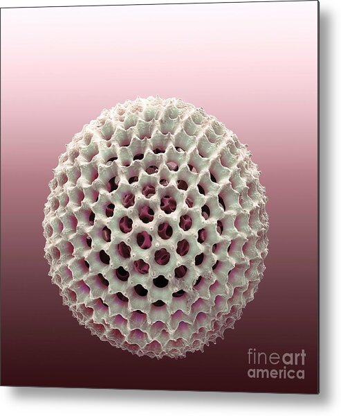 Biological Metal Print featuring the photograph Radiolarian #19 by Steve Gschmeissner/science Photo Library