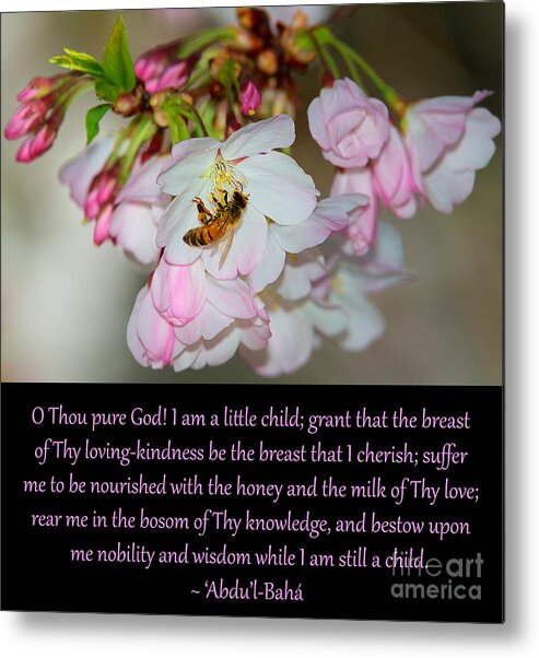 Cherry Metal Print featuring the photograph A Little Child Prayer, No. 3 by Baha'i Writings As Art