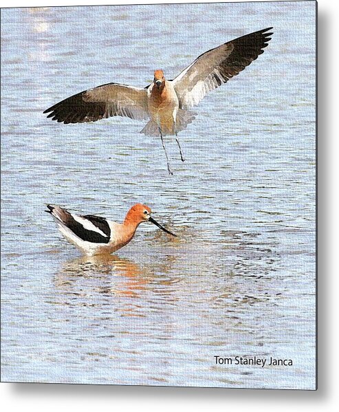 American Avocets At Gilbert Water Ranch Metal Print featuring the digital art American Avocets At Gilbert Water Ranch by Tom Janca