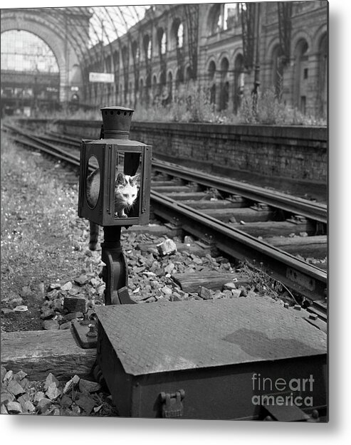 Cat In Old Railroad Signal Lamp Metal Print by Bettmann - Photos.com