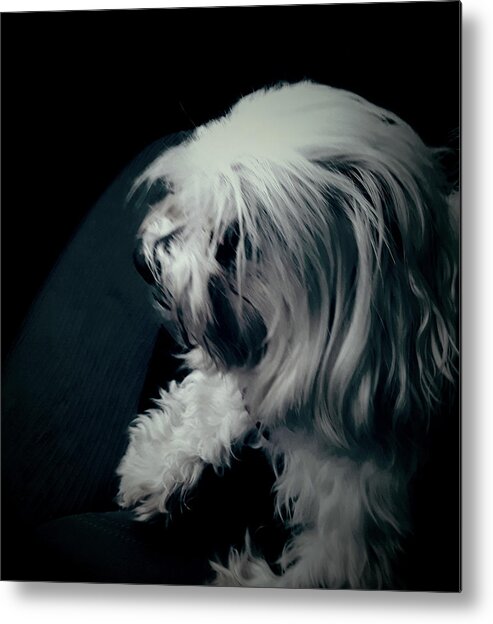White Metal Print featuring the photograph Classial lacy by C Winslow Shafer