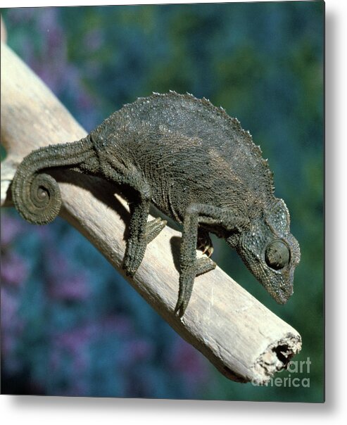 Vertical Metal Print featuring the photograph Crested Chameleon by Bettmann