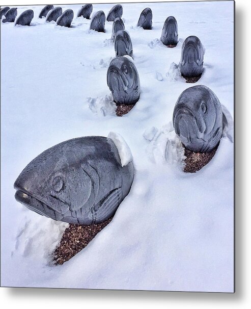 Fish Metal Print featuring the photograph Fish in Snow by Candy Brenton