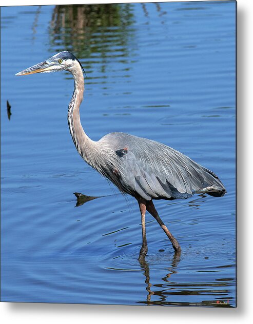 Nature Metal Print featuring the photograph Great Blue Heron DMSB0167 by Gerry Gantt