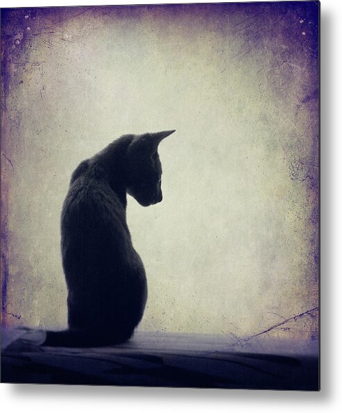 Animal Themes Metal Print featuring the photograph Grey Cat Sitting On Shelf by Christiana Stawski