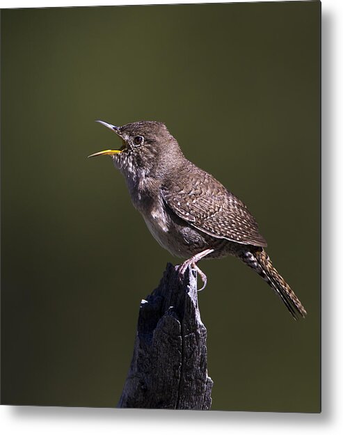 Wildlife House Wren Song Birds Feathers Metal Print featuring the photograph House Wren by Verdon