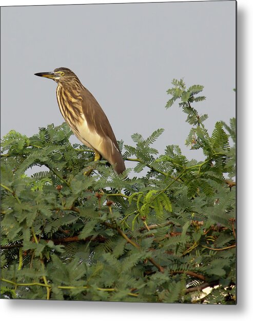 Animal Themes Metal Print featuring the photograph Indian Pond Heron In Tree by Photographer; John K Davies