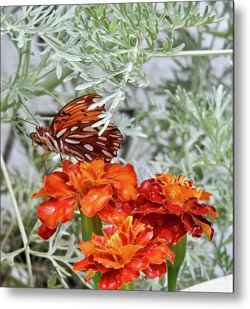 Marigold Butterfly Metal Print featuring the photograph Marigold Butterfly by Kathy Chism