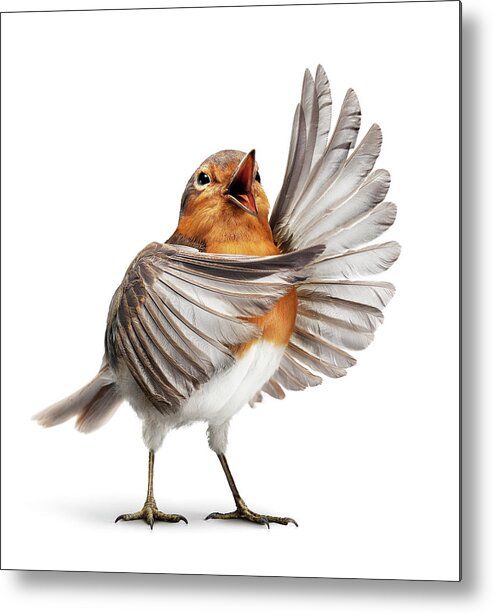 Feather Metal Print featuring the photograph Opera Bird 1 by Holloway