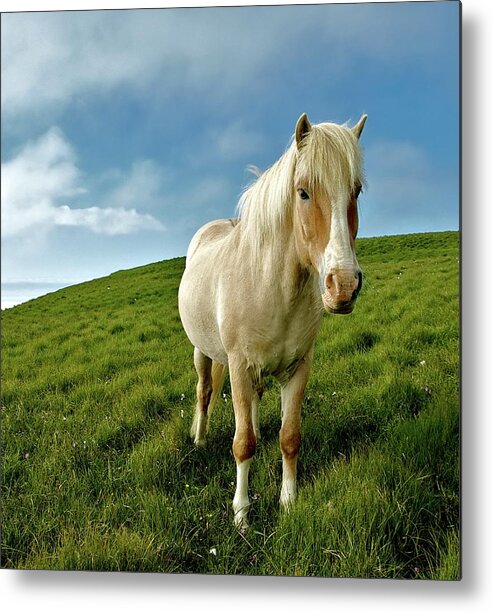 Grass Metal Print featuring the photograph Pony On Mykines by © Rune S. Johnsson