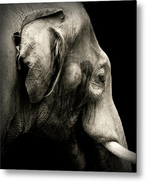 Elephant Metal Print featuring the photograph Portrait by Jeffrey Hummel