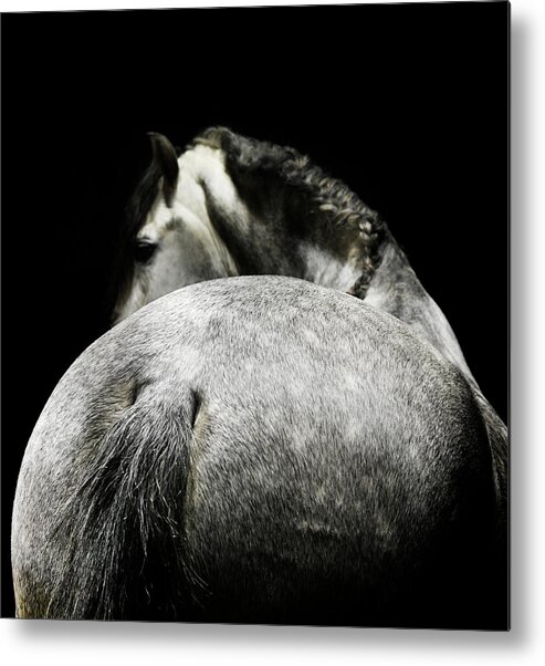 Horse Metal Print featuring the photograph Rear View Of Grey Horse by Henrik Sorensen