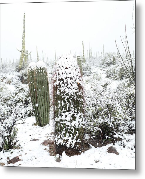 Snow Metal Print featuring the photograph Saguaro in the Snow by Jean Clark