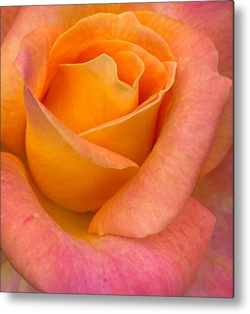 Rose Metal Print featuring the photograph Vertical Rose by Anamar Pictures