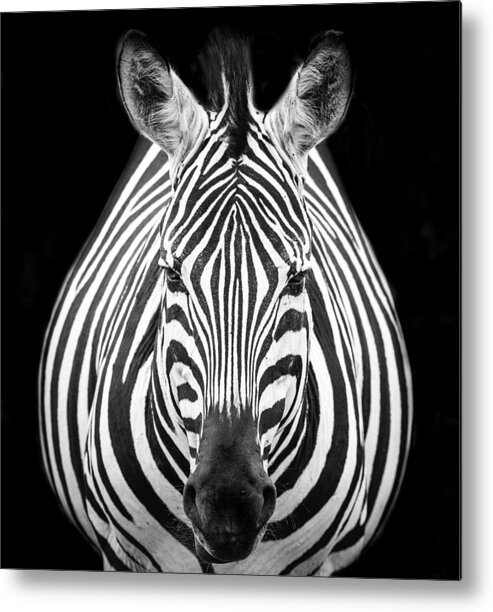 Tanzania Metal Print featuring the photograph Zebra M by Els Keurlinckx