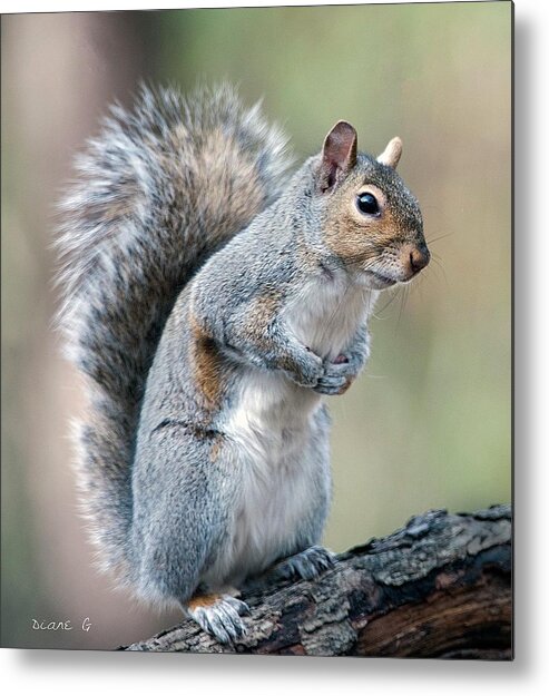 Squirrel Metal Print featuring the photograph Eastern Grey Squirrel #6 by Diane Giurco