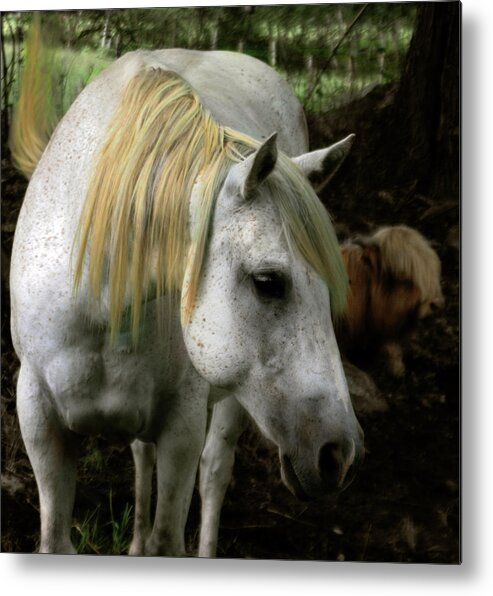 Old Horse Metal Print featuring the photograph A Gentle Old Soul by Wayne King