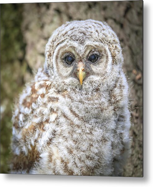 Barred Owlet Portrait Metal Print featuring the photograph Barred Owlet Portrait by Dan Sproul