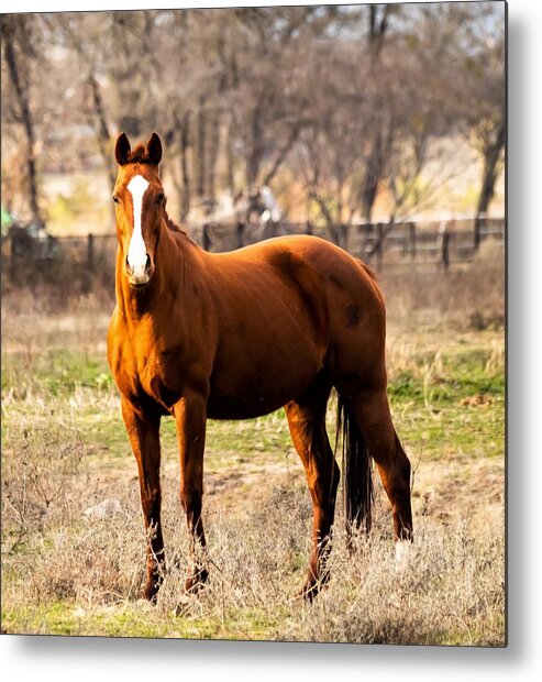 Horse Metal Print featuring the photograph Bay Horse 2 by C Winslow Shafer