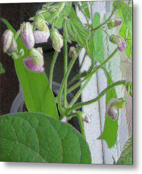 Flower Metal Print featuring the photograph Bean Plant with Pink Flowers by Corinne Carroll
