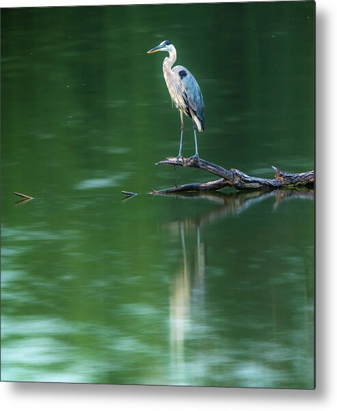 Blue Heron Reflection Metal Print featuring the photograph Blue Heron Reflection by Dan Sproul