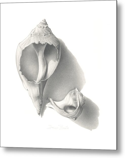 Derwent Metal Print featuring the drawing Conch Shells by Donna Basile