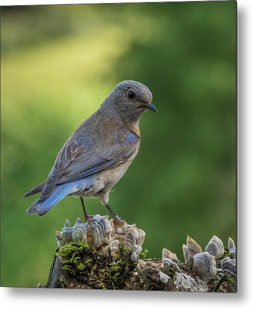Curious Metal Print featuring the photograph Curious Female Bluebird by Jean Noren