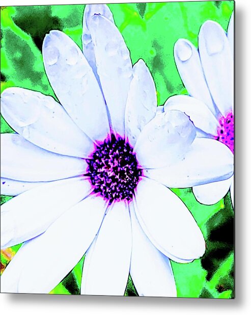 Close Up Of A Daisy Metal Print featuring the photograph Daisy by Meghan Gallagher