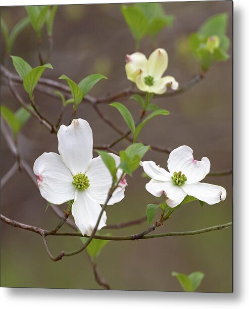 Dogwood Metal Print featuring the photograph Dogwood In Spring #3 by Mindy Musick King