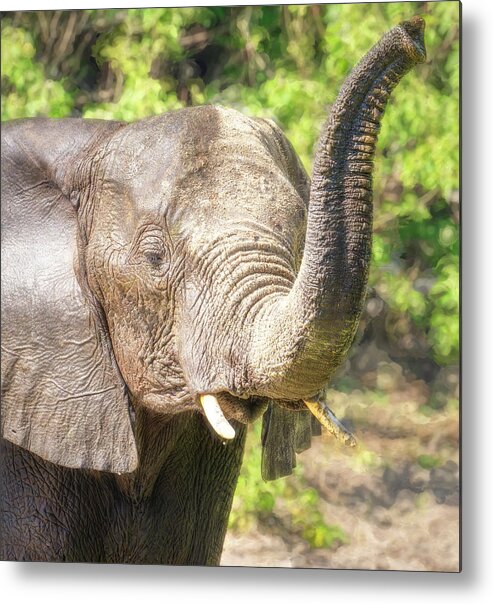 Elephant Metal Print featuring the photograph Elephant Greeting Botswana by Joan Carroll