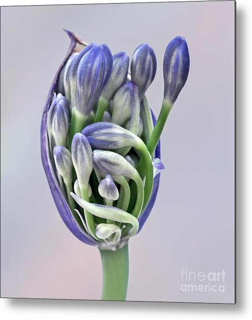 Freedom Togetherness Agapanthus Pod Opening Buds Together Flowering Tight Happy Joy Many Beautiful Delightful Head Tender Delicate Close Up Macro Home House Arising Beauty Gentle Blue Green Fairy Tale Inspirational Symphony Musical Painterly Watercolor Impressions Pastel Charming Pleasing Attractive Harmony Elegance Calm Flowers Soft Micro Colorful Pretty Poetic Romantic Harmonious Sweet Sentimental Emotional Elegant Magical Idyllic Associative Nice Silky Creative Contemporary Smart Caring Fab Metal Print featuring the photograph Freedom And Togetherness - Agapanthus Pod Is Opening To Give The Buds Freedom by Tatiana Bogracheva