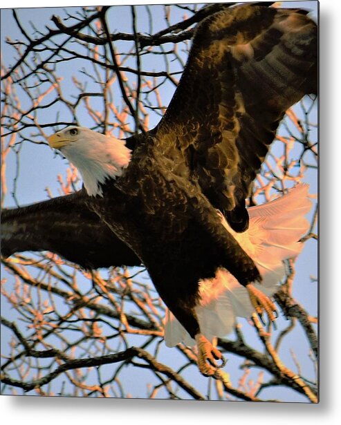- In Flight - Bald Eagle Metal Print featuring the photograph - In Flight - Bald Eagle by THERESA Nye