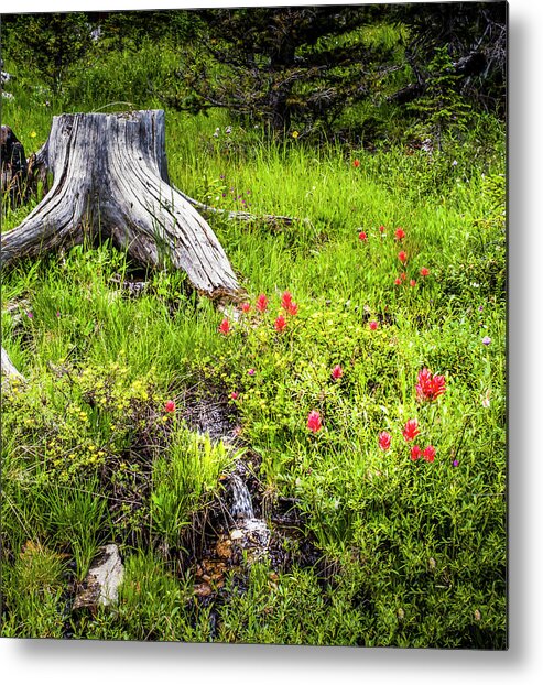  Metal Print featuring the photograph Indian Paintbrush by Laura Terriere