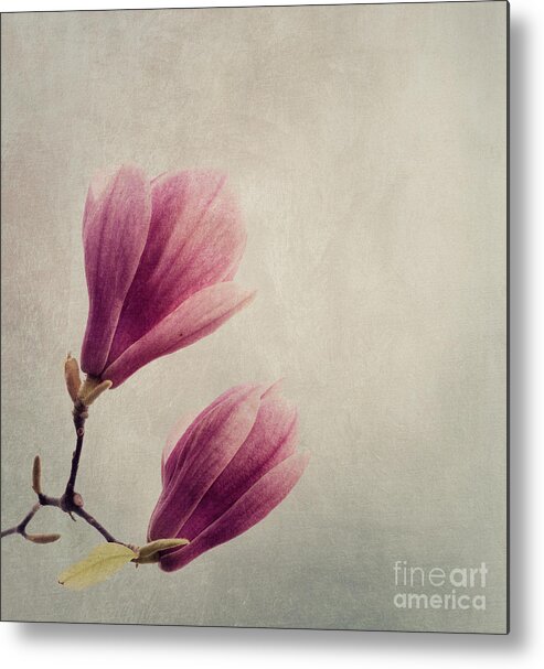 Magnolia Metal Print featuring the photograph Magnolia flower on art texture by Jelena Jovanovic