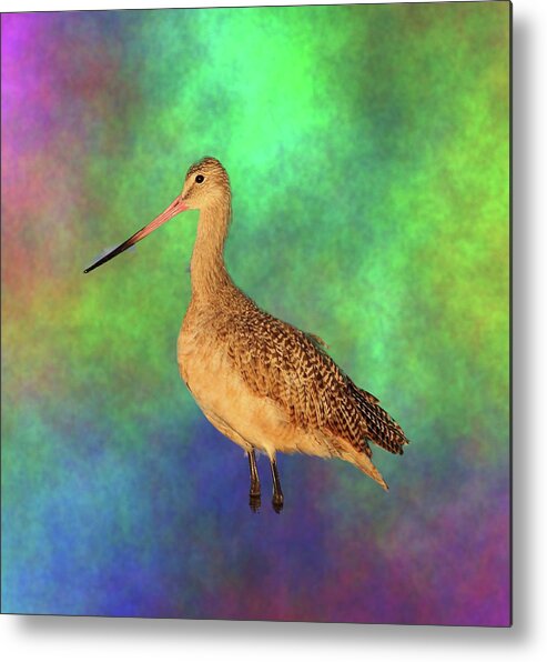 Marbled Godwit Metal Print featuring the photograph Marbled Godwit by Mingming Jiang