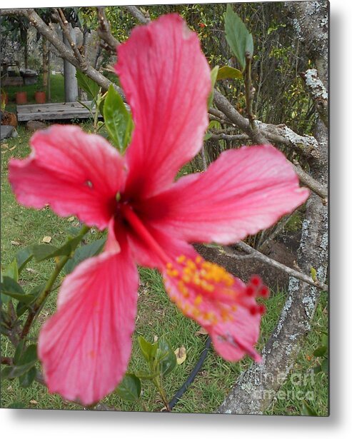 Pink Metal Print featuring the photograph Pink Hibiscus by Nancy Graham
